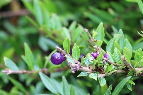 The small Lonicera nitida hedge under the kitchen window has the most beautiful purple berries. These are hard to find but the blackbirds find them without any difficulty! 