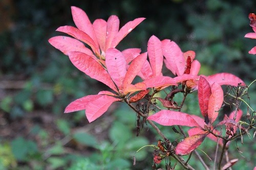 Under the dead oak, Azalea Persil is showing its beautiful autumn colours. This is onlt a small shrub so far, it will be beautiful when it has grown a bit. It has white flowers in the spring with the most beautiful perfume!