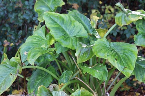 In the bog garden, the leaves of Zantedeschia are still looking good, I think they will collapse soon though.