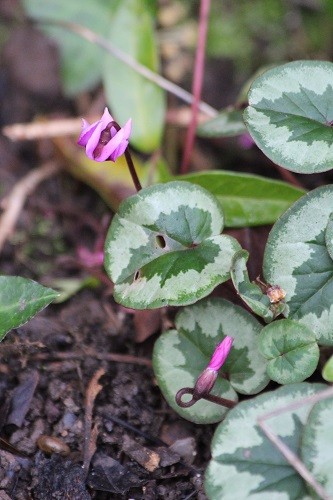 Cyclamen coum on the front drive.