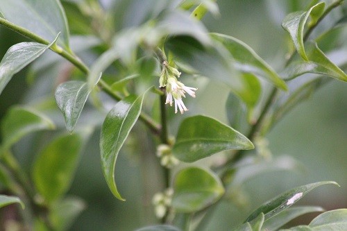 Sarcococca also in the woodland.