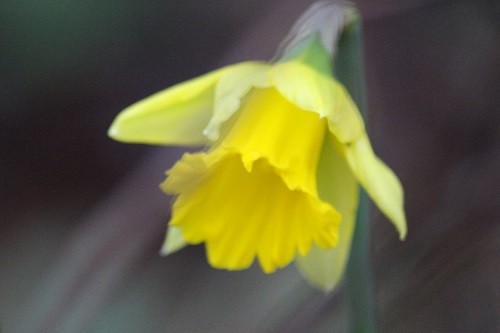 The narcissus look like a splash of sunshine, on the woodland floor. We can see them from the house and they certainly brighten up a dull day!