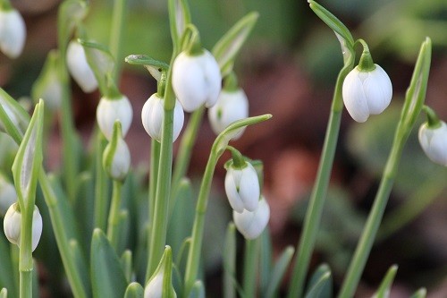 The first clump of double snowdrops flowering here.