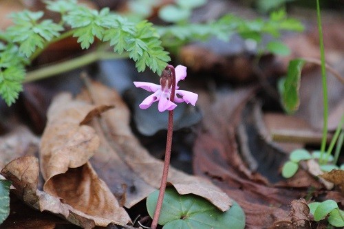 Cyclamen coum ar popping up in the woodland. I don't think ants are around in the cold weather to spread the seed as they aren't increasing like C. hederifolium.
