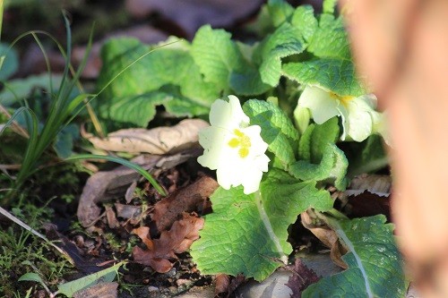Wild primrose in the front border, these always seem to be the first ones to flower in the garden here.