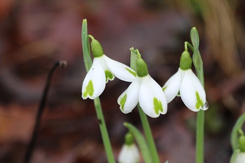Oh dear, I think a name change is needed, this is Galanthus Trumps!