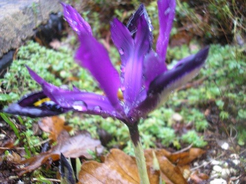 Iris reticulata Pauline.