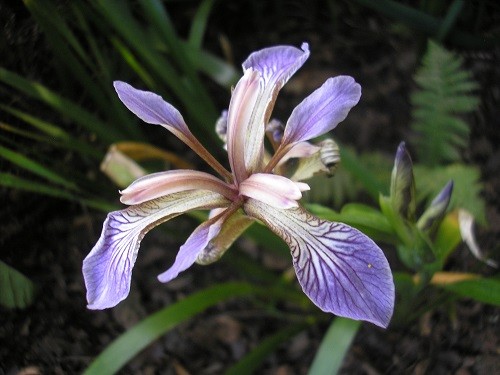 Iris foetidissimae
