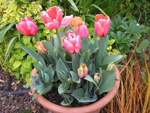 We have tulips which have survived the winter, the mice and the squirrels!