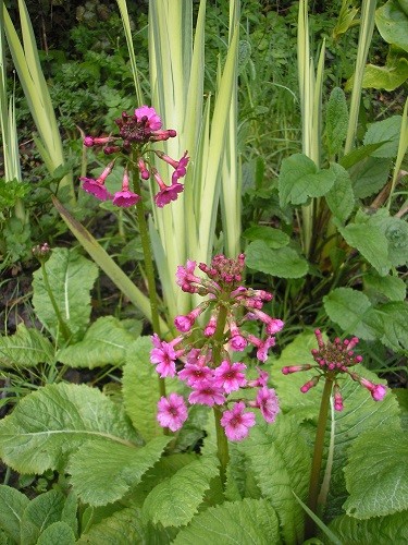 The bog garden is waking up. The first of the candelabra primulas are starting to flower.