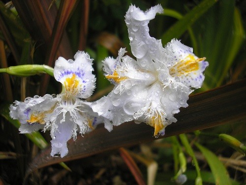 Japanese Iris, the dainty flowers are less than 2 inches across, but there must be 10 or 12 flowers on each stem.
