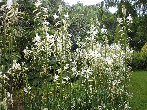 Rosebay willow herb
