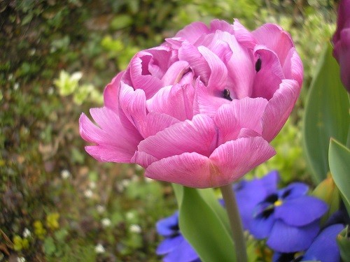 double purple tulip