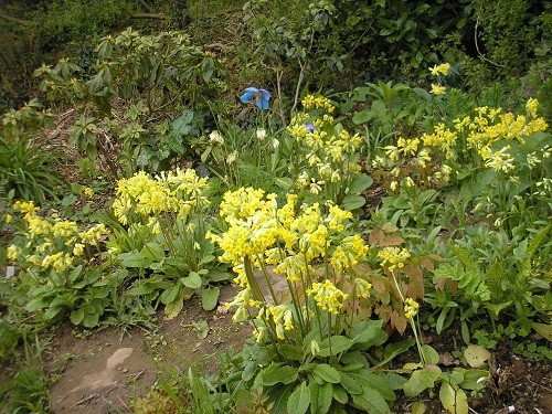 Cowslips