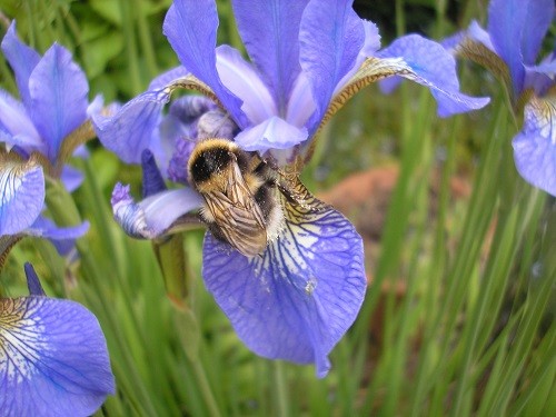 English Iris and Buff tailed bumble bee.
