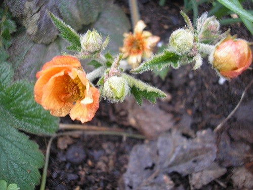 Geum Totally tangerine has been flowerin on and off all winter. I keep cutting it back, trying to give it a rest, but it just won't stop.
