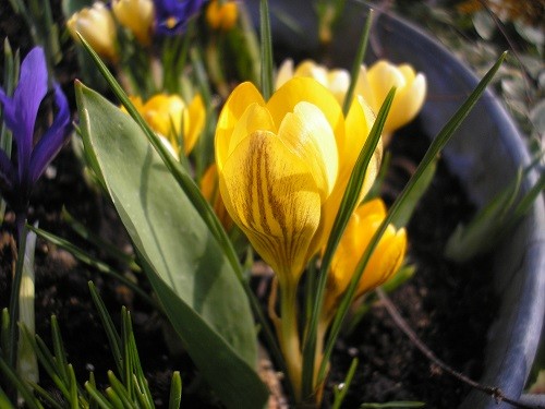All the crocus were free with the Iris.
