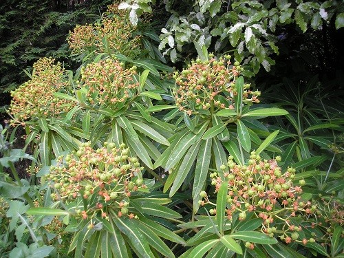 Euphorbia melliferra.