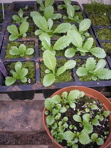Primula seedlings