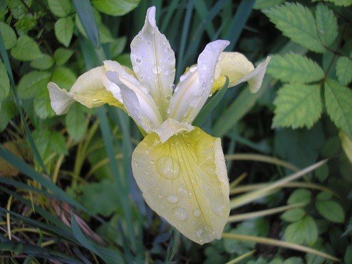 Iris sibirica Butter and Sugar.