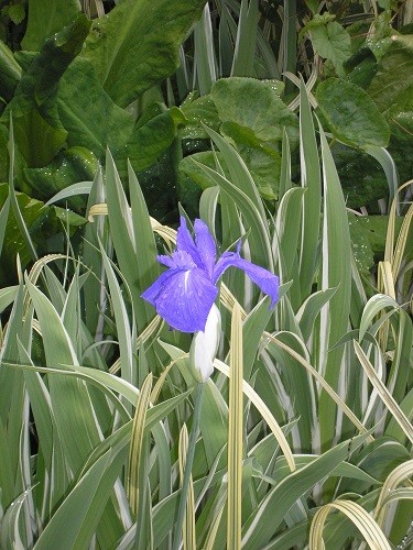 In the pond itself Iris laevigata Variegata.