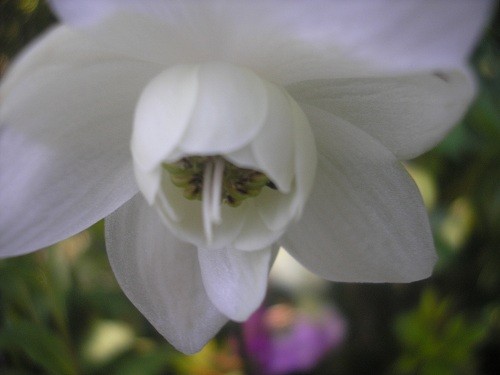 A. macrophylla White Swan