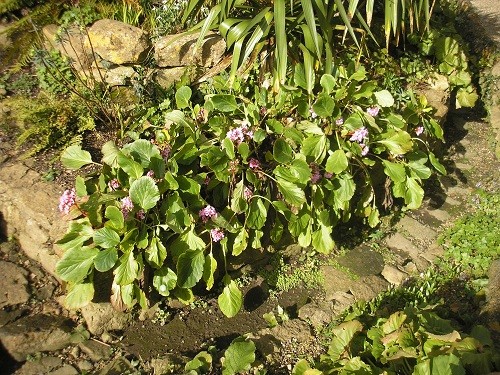 Bergenias opening in the sunshine in the ditch.