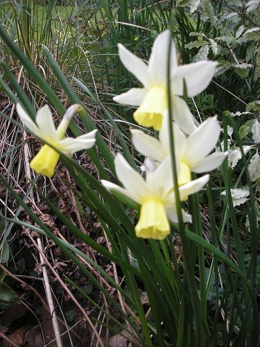 And yet another whose name eludes me. Most narcissus were planted soon after moving here and that was 20 odd years ago, long before I started the blog and needed to remember their names!