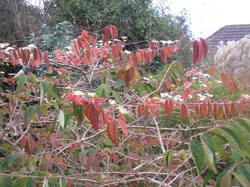 Viburnum plicartus Maresii