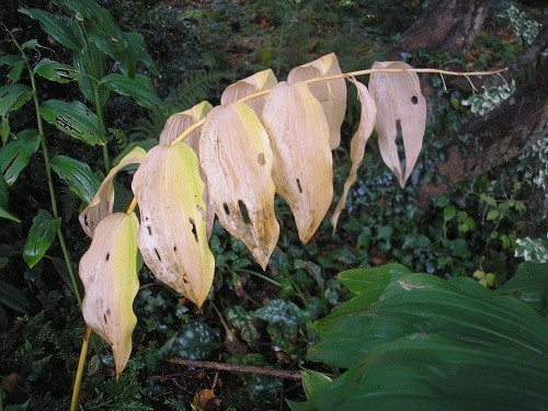 The ghostly leaf of one of my Solomon's seal plants, the others are all still very green.
