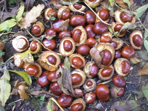 Conker time!