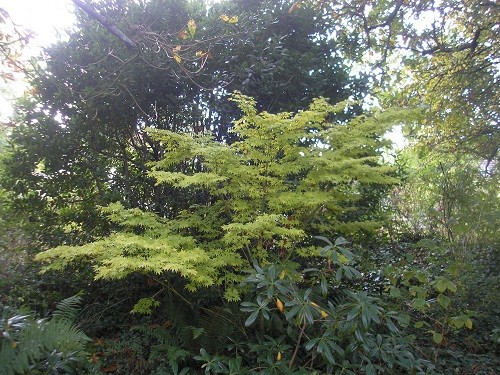 Acer Sango Kaku, in the woodland, is getting lighter as the days go by, eventually it will end up a pale buttery yellow.