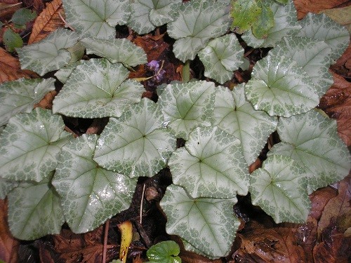 The foliage of this Cyclamen hederifolium caught my eye in the woodland, almost silver in colour,