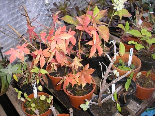 Acer seedlings.