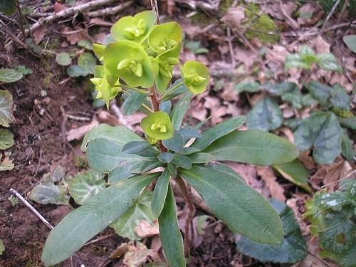 Euphorbia robbiae