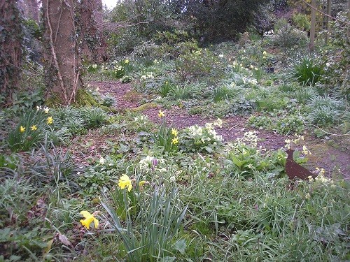 Woodland primroses