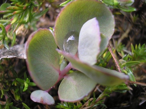 There is a raindrop hiding in the sedum on the alpine scree.