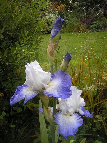 such a beautiful iris with a perfume to match. no name I'm afraid, bought at a sale in the village.