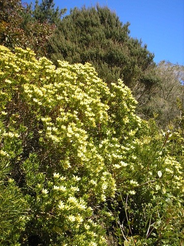 Leucadendron species