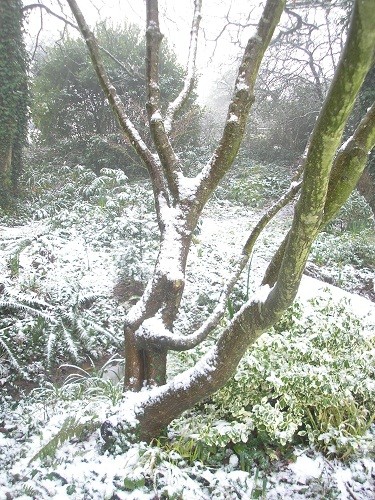 Acer by the woodland.