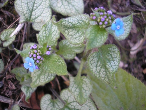 Lovely foliage of Brunnera Jack Frost which just gets better and better as the months go by.