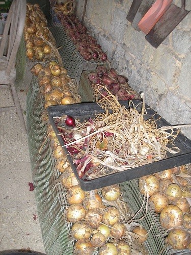 Onions drying
