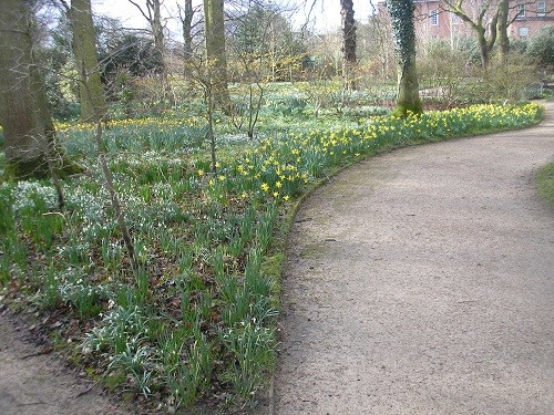 There are loads more bulbs to take over from the narcissus, but I'm so glad we saw the golden carpet.