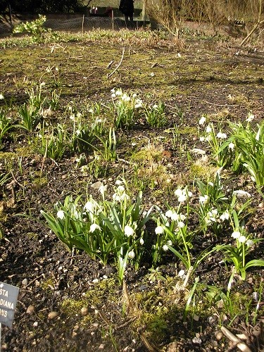 Lots of Leucojum vernum in a new area being developed.
