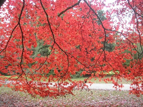 underneath red acer