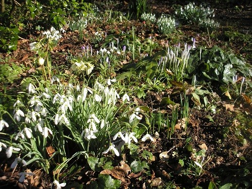 Snowdrops and crocus