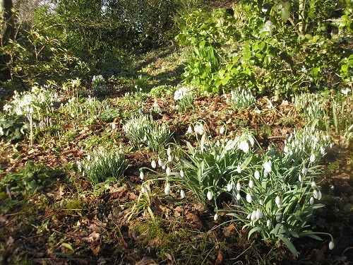 Snowdrops and crocus