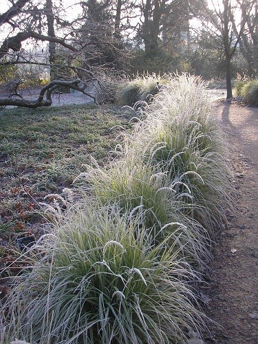 Frosted grasses