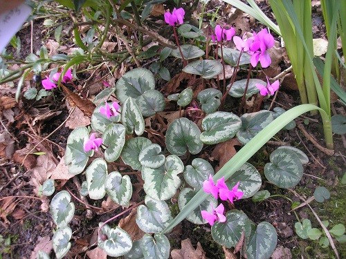Cyclamen coum, spreading happily where it is on a north facing bank.
