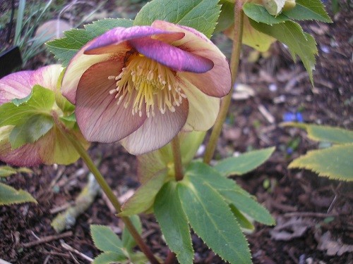 There are lots of hellebores, this one is Neon Star.